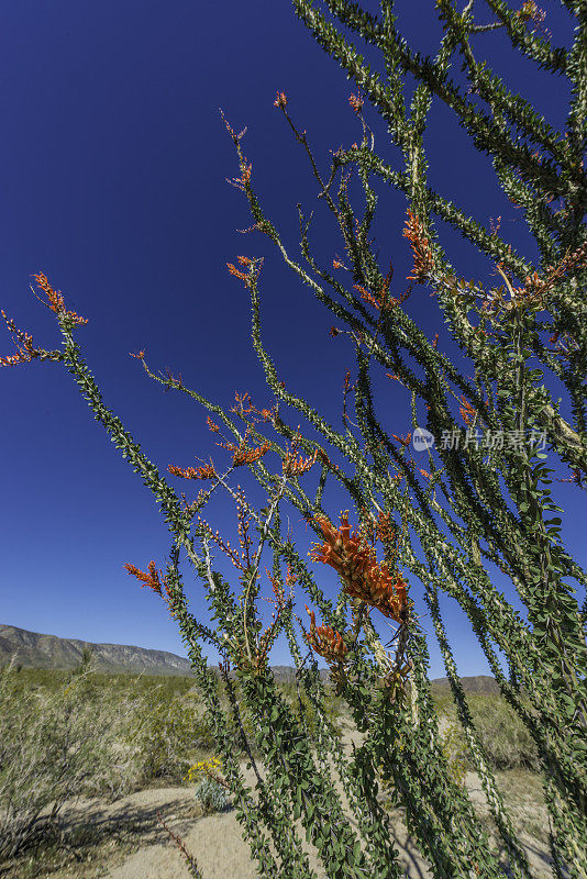 Fouquieria splendens, ocotillo，也被称为马鞭，蜡烛木，slimwood，沙漠珊瑚，Jacob's staff, Jacob cactus，和藤本仙人掌是一种原产于美国西南部索诺拉沙漠和奇瓦瓦沙漠的植物。禅师